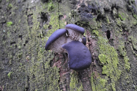 hliva ustricovitá modrastá Pleurotus columbinus Quél.