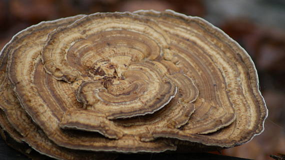 trúdnik Polyporus sp.