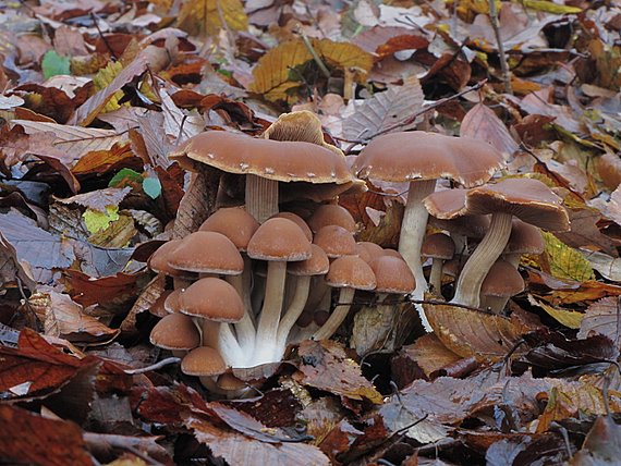 drobuľka vodomilná Psathyrella piluliformis (Bull.) P.D. Orton