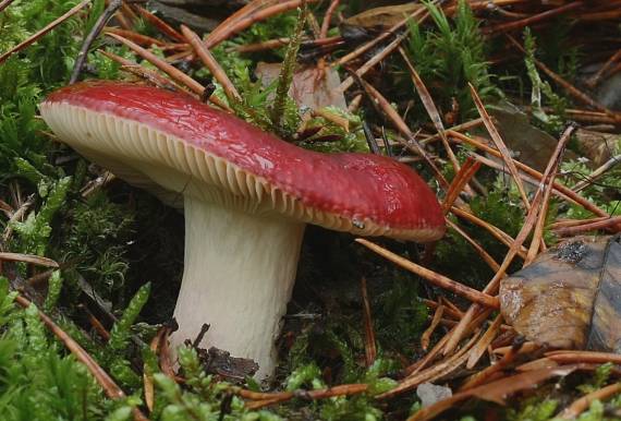 plávka Russula sp.