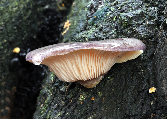 pňovka neskorá Sarcomyxa serotina (Pers.) P. Karst.