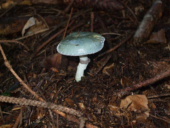 golierovka zelenomodrá Stropharia caerulea Kreisel