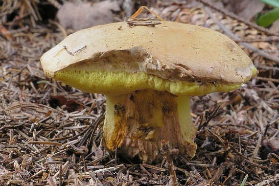 hríb horský Butyriboletus subappendiculatus (Dermek, Lazebn. & J. Veselský) D. Arora & J.L. Frank