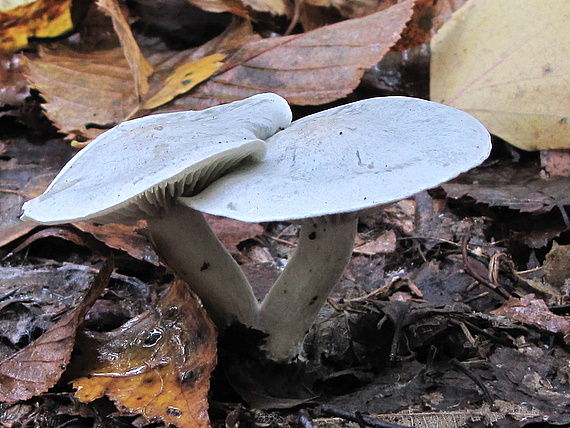 strmuľka anízová Clitocybe odora (Bull.) P. Kumm.