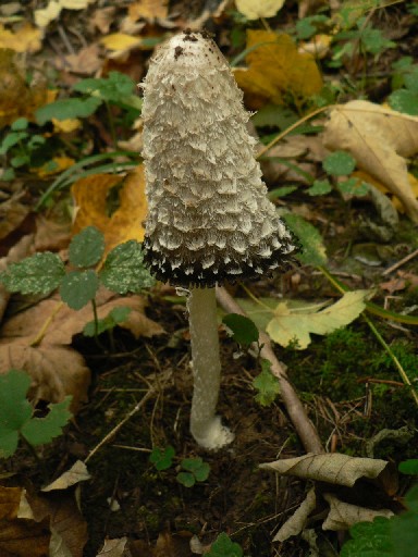 hnojník obyčajný - hnojník obecný Coprinus comatus (O.F. Müll.) Pers.