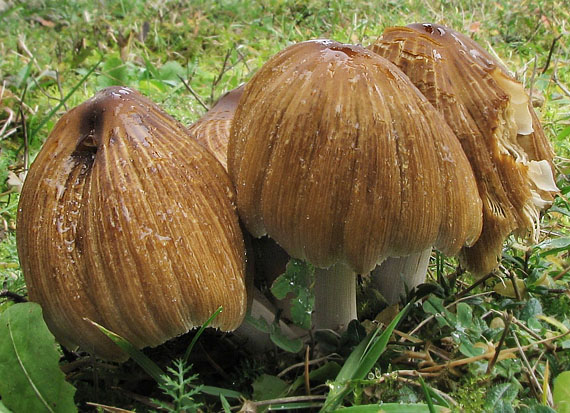 hnojník Coprinus sp.