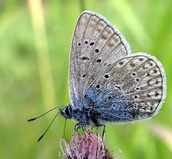 modráčik horcový Glaucopsyche alcon