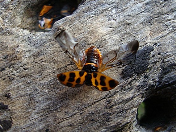 lienka Harmonia axyridis