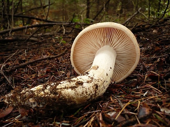 šťavnačka oranžová Hygrophorus abieticola Krieglst. ex Gröger & Bresinsky