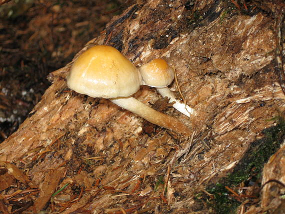 strapcovka maková Hypholoma capnoides (Fr.) P. Kumm.