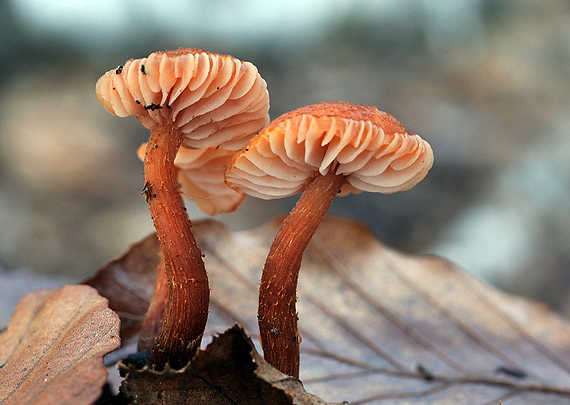 lakovka Laccaria sp.