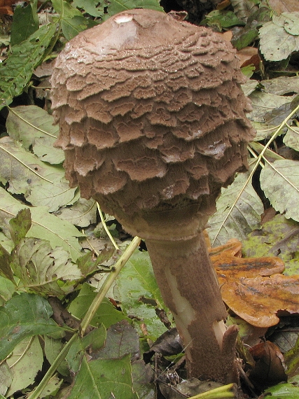 bedľa vysoká Macrolepiota procera (Scop.) Singer