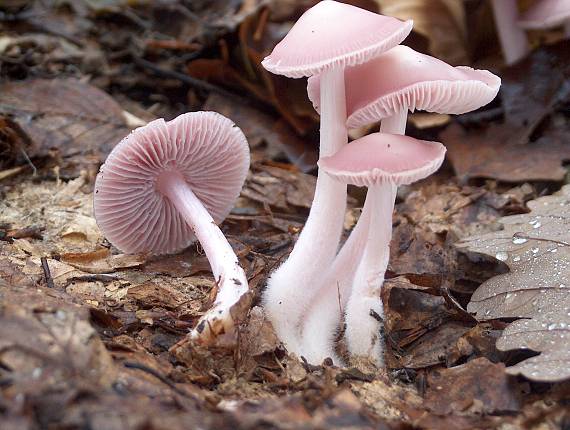 prilbička ružovkastá Mycena rosea Gramberg