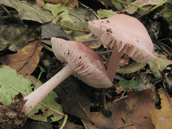 prilbička ružovkastá Mycena rosea Gramberg