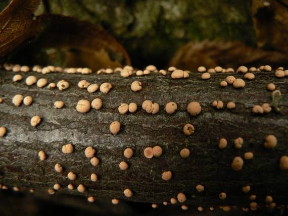 hlivka červená - rážovka rumělková Nectria cinnabarina (Tode) Fr.