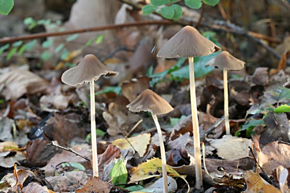 drobuľka Psathyrella sp.