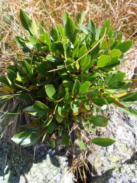 vŕba bobkolistá Salix phylicifolia L.