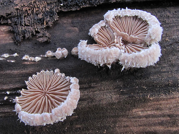 klanolupeňovka obyčajná Schizophyllum commune Fr.