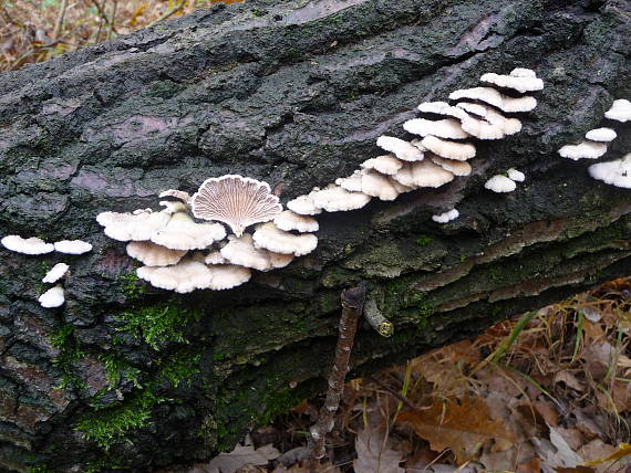 klanolupeňovka obyčajná Schizophyllum commune Fr.