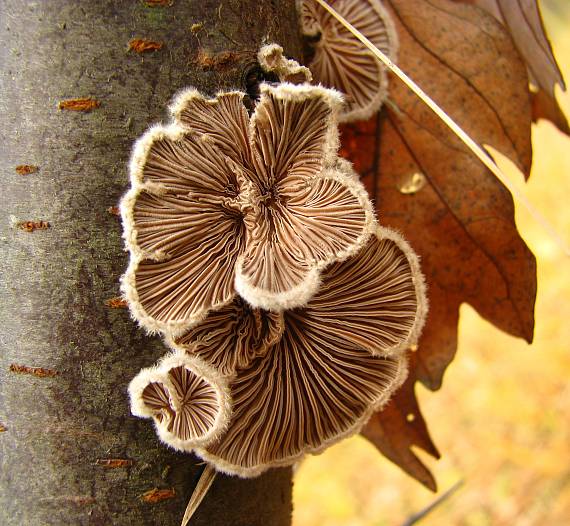 klanolupeňovka obyčajná Schizophyllum commune Fr.