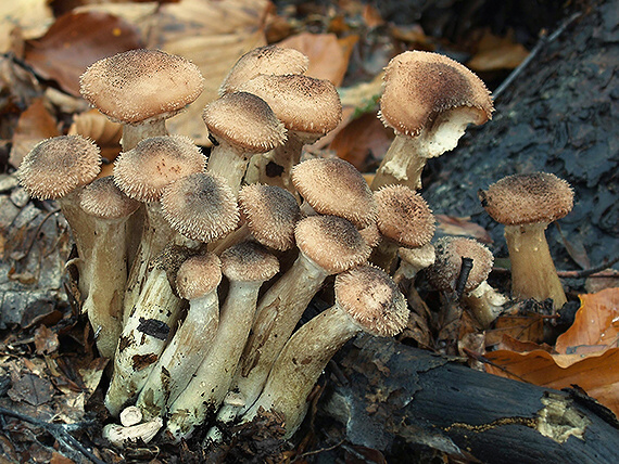 podpňovka obyčajná Armillaria mellea (Vahl) P. Kumm.