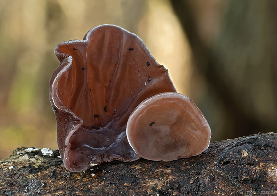 uchovec bazový Auricularia auricula-judae (Bull.) Quél.