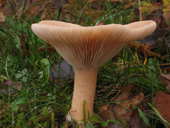 strmuľka Clitocybe sp.