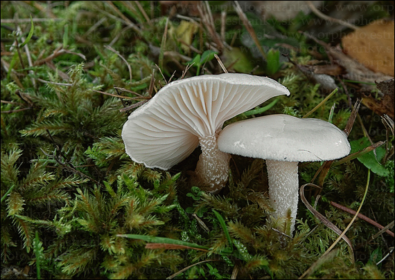 šťavnačka mydlová Hygrophorus cossus (Sowerby) Fr.