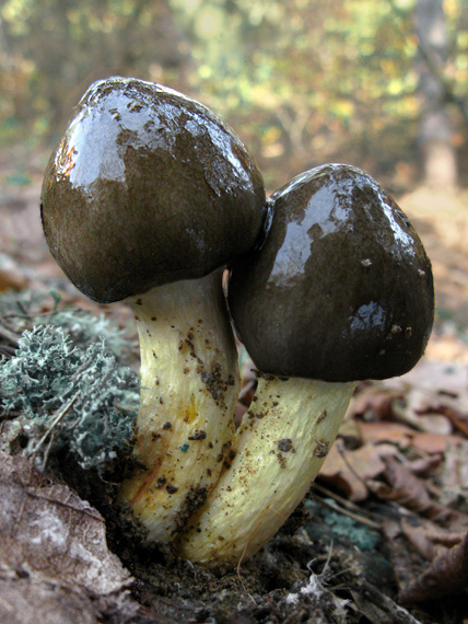 šťavnačka mrazová Hygrophorus hypothejus (Fr.) Fr.