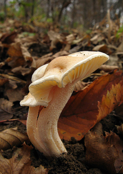 šťavnačka Lindtnerova Hygrophorus lindtneri M.M. Moser