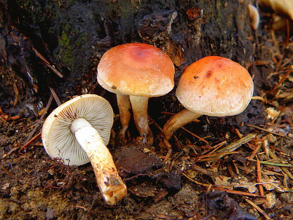 strapcovka tehlovočervená Hypholoma lateritium (Schaeff.) P. Kumm.