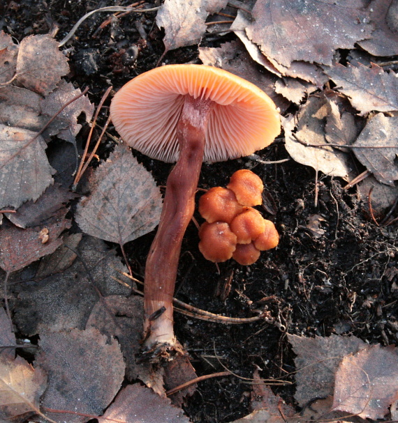 lakovka obyčajná Laccaria laccata (Scop.) Cooke