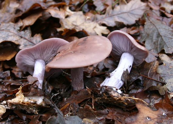 pôvabnica fialová Lepista nuda (Bull.) Cooke