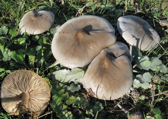 tmavuľka Melanoleuca sp.