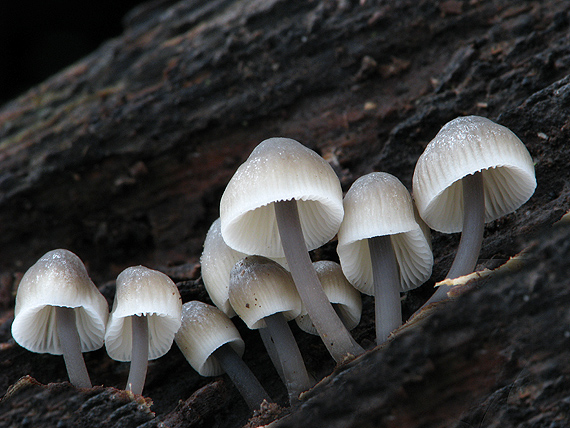 prilbička olivovožltá Mycena arcangeliana Bres.