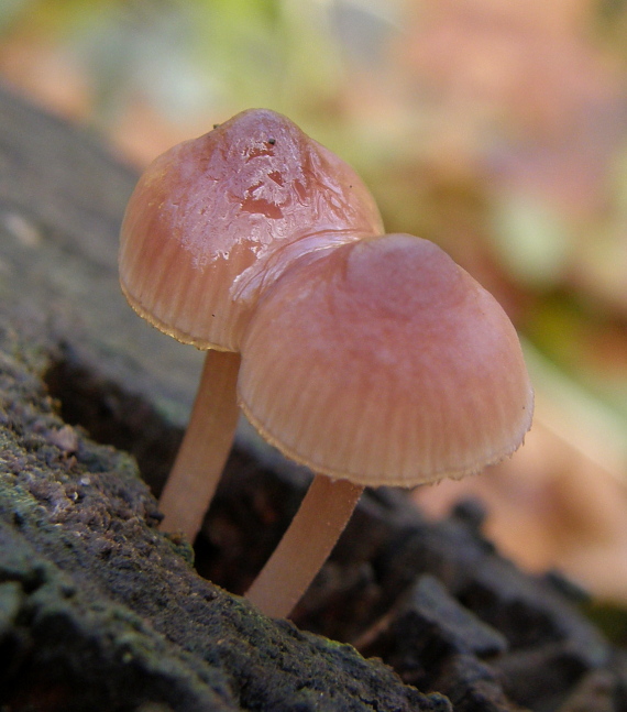 prilbička krvavomliečna Mycena haematopus (Pers.) P. Kumm.