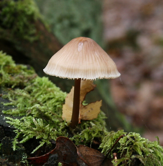 prilbička hnedosivá? Mycena tintinnabulum?