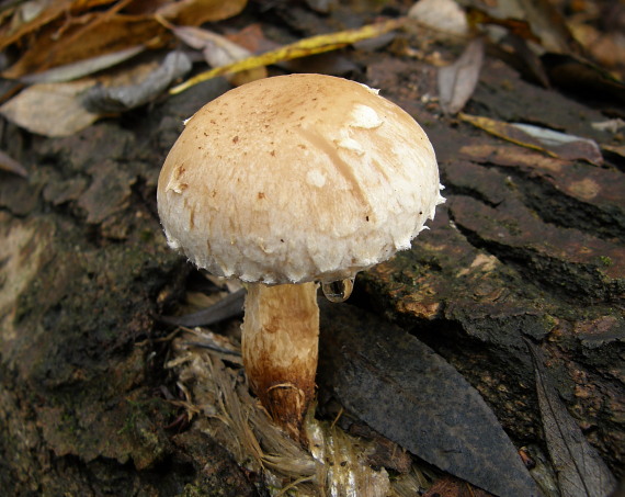 šupinovka Pholiota sp.