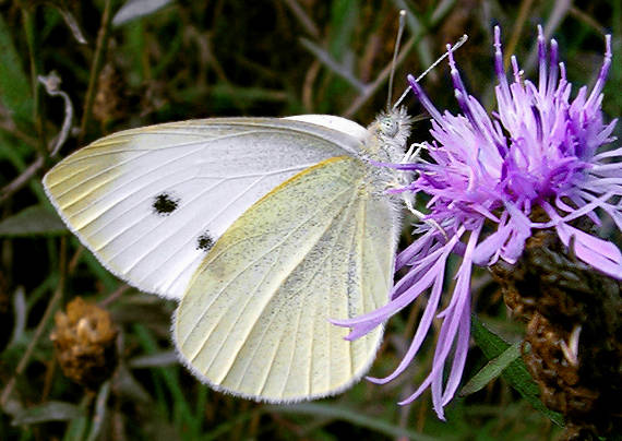 mlynárik repový Pieris rapae