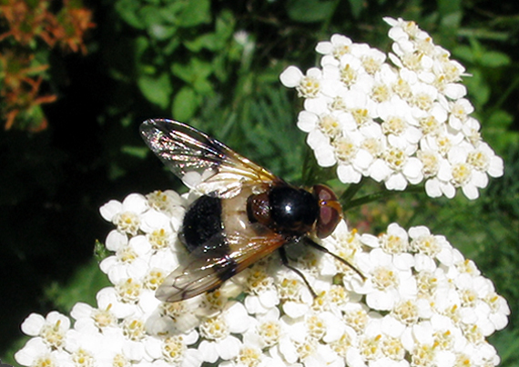 pestrica priesvitná Volucella pellucens