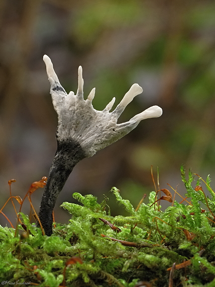 drevnatec parohatý Xylaria hypoxylon (L.) Grev.