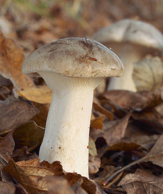 strmuľka inovaťová Clitocybe nebularis (Batsch) P. Kumm.