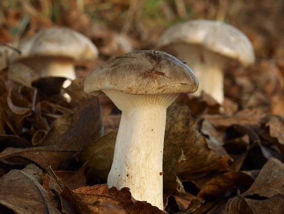 strmuľka inovaťová Clitocybe nebularis (Batsch) P. Kumm.