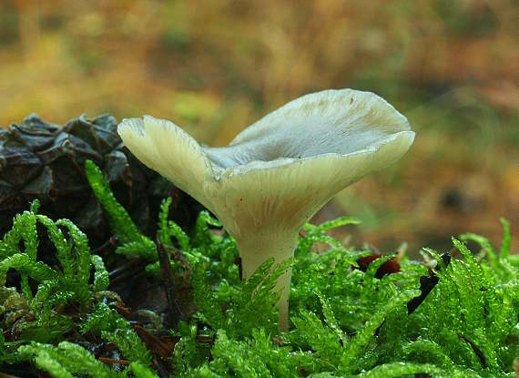 peniazovka? Collybia sp.?