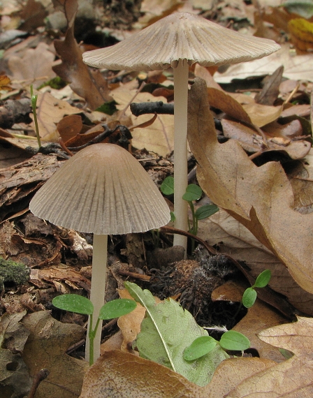 hnojník zriasený Coprinellus impatiens (Fr.) J.E. Lange