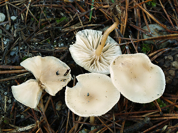 peniazovka Gymnopus sp.