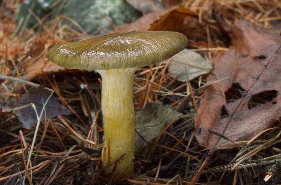 šťavnačka mrazová Hygrophorus hypothejus (Fr.) Fr.