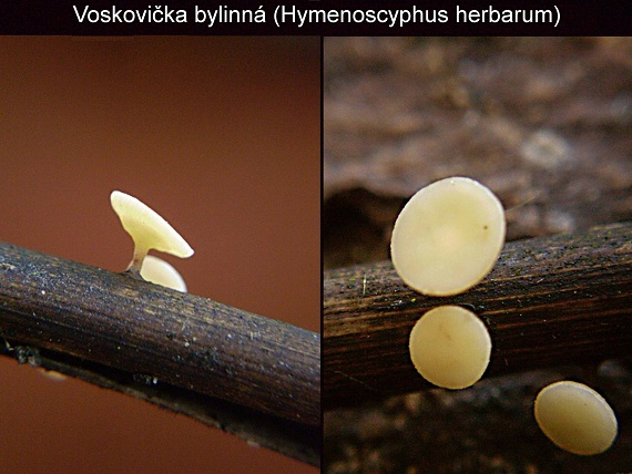 čiašočka byľová Hymenoscyphus herbarum (Pers.) Dennis