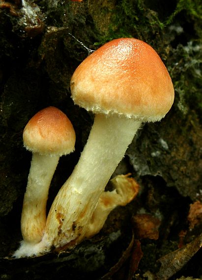 strapcovka tehlovočervená Hypholoma lateritium (Schaeff.) P. Kumm.