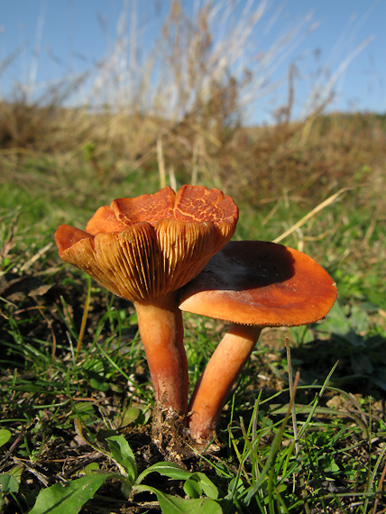 rýdzik Lactarius sp.